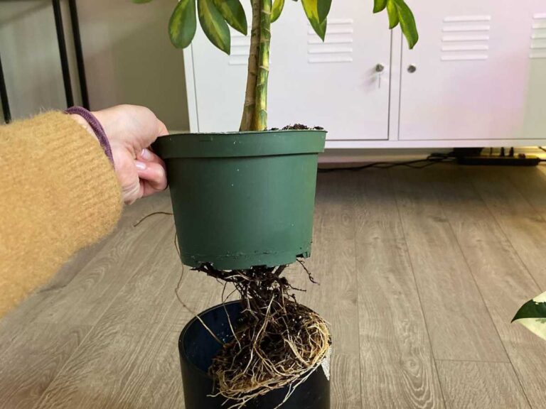 Do Umbrella Plants Like To Be Root Bound? (Reasons & Fixes)