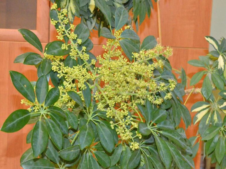 Does Umbrella Plant Bloom? Everything You Need To Know