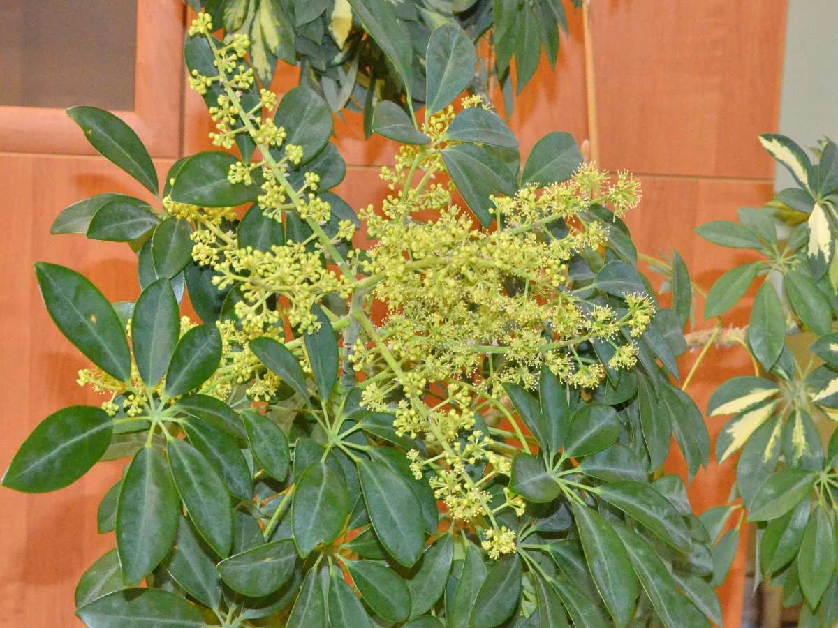Does Umbrella Plant Bloom? Everything You Need To Know The Home Team
