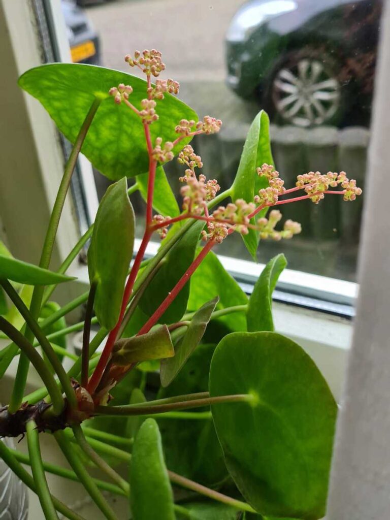Do Chinese Money Plants Have Flowers? (And How to Grow Them)