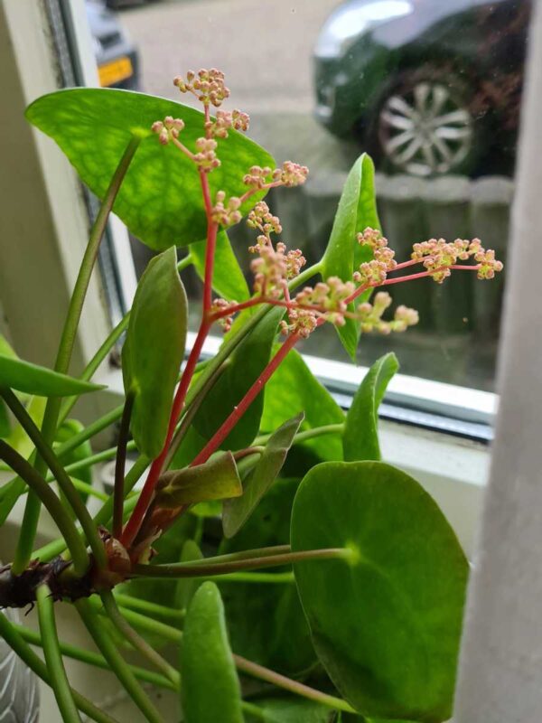 Do Chinese Money Plants Have Flowers? (And How to Grow Them) The Home