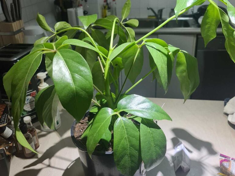 Why Is My Umbrella Plant Drooping? (Reasons & Fixes)