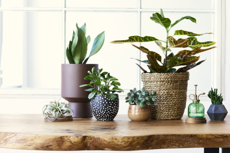 9 Plants That Will Scare Respiratory Problems Away