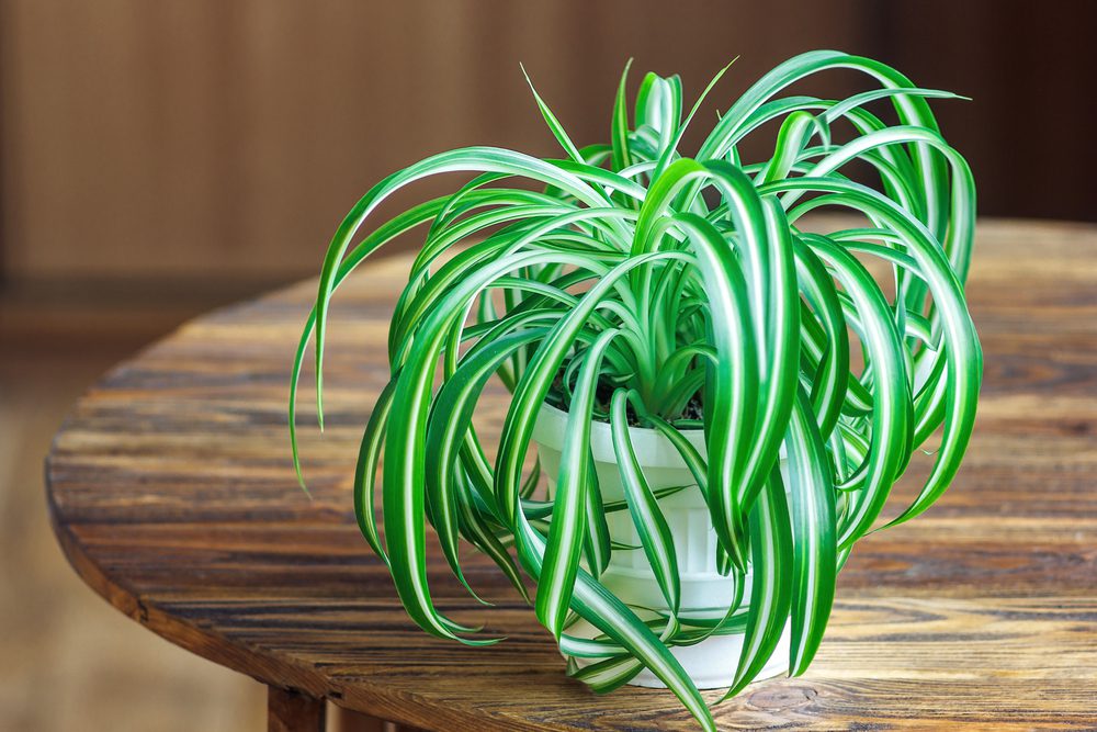 spider plant