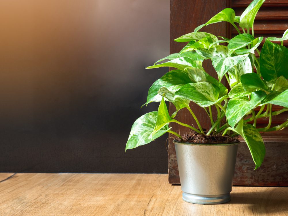 pothos plant