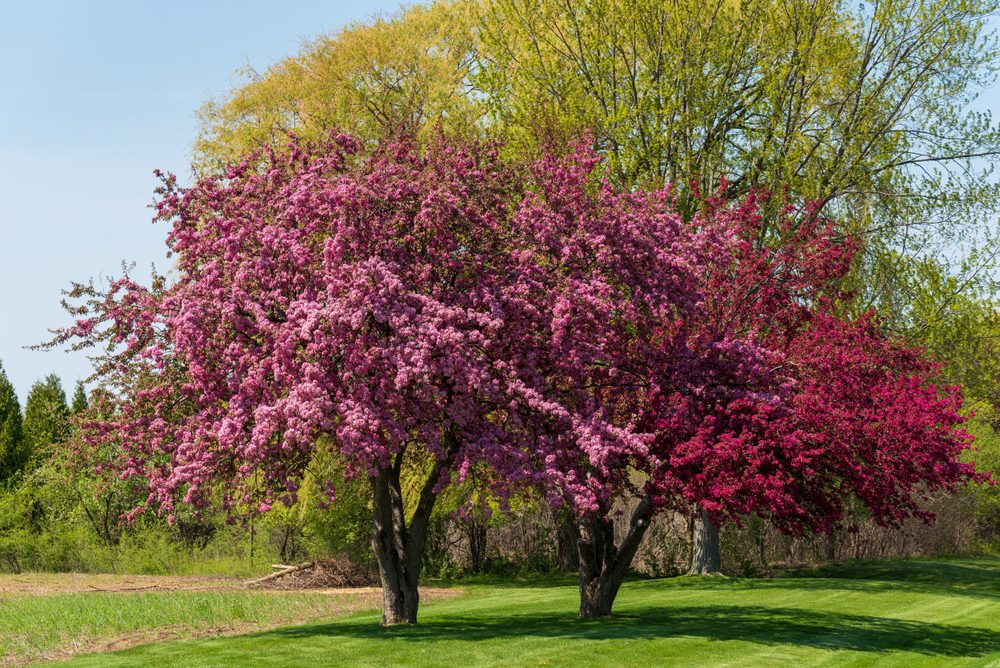 small tree