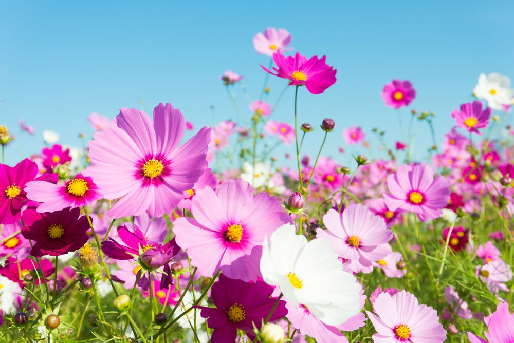 cosmos flowers