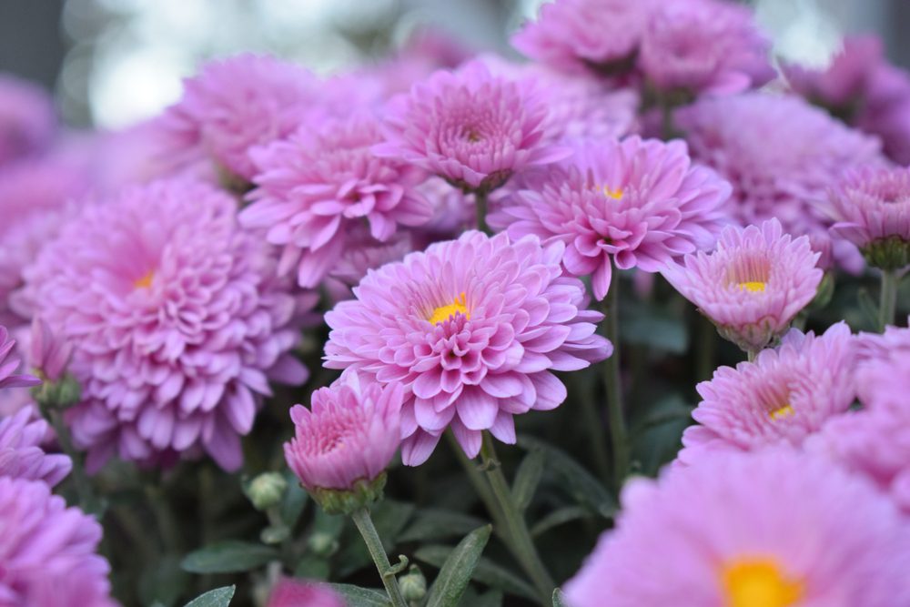 Chrysanthemum