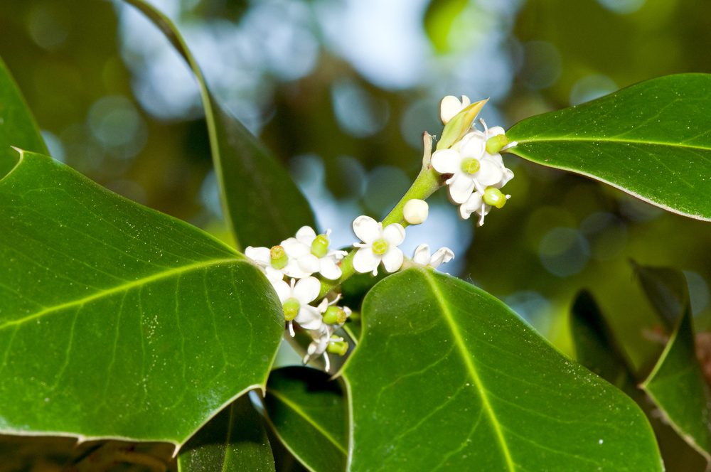 holly flower