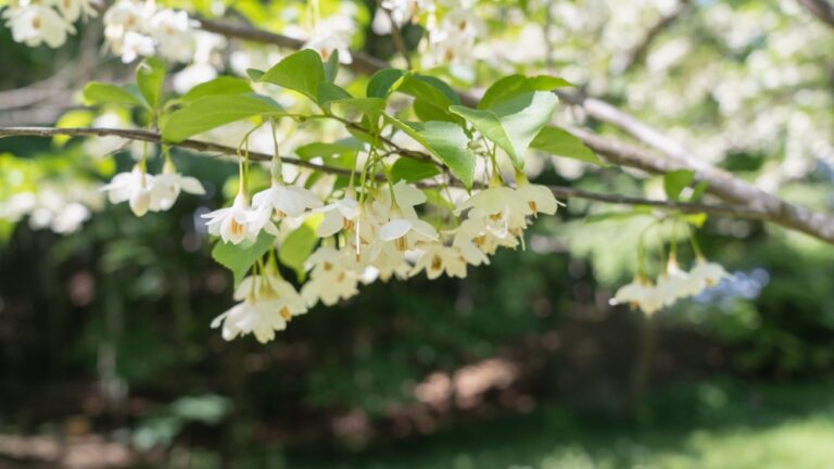 10 Small Trees That Will Make Your Landscape More Beautiful | The Home Team