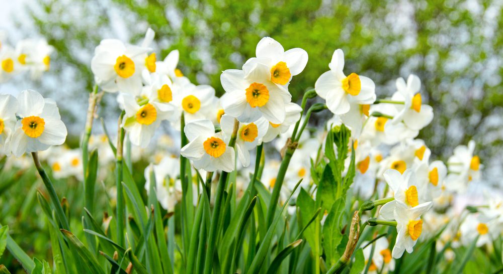 daffodils