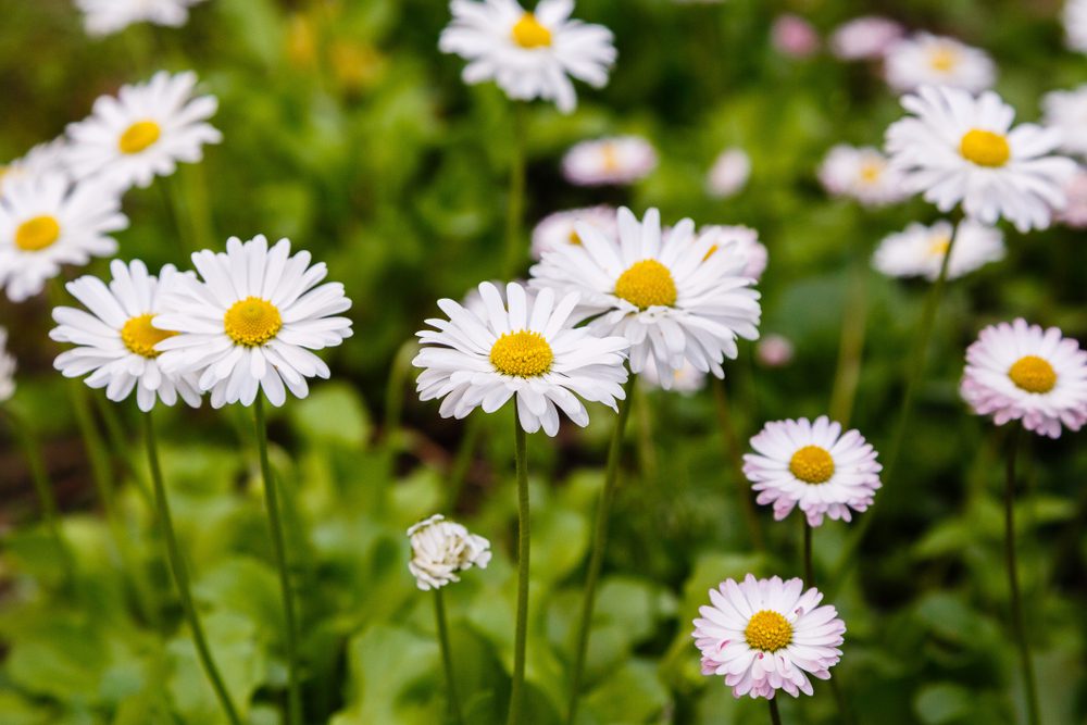 daisies