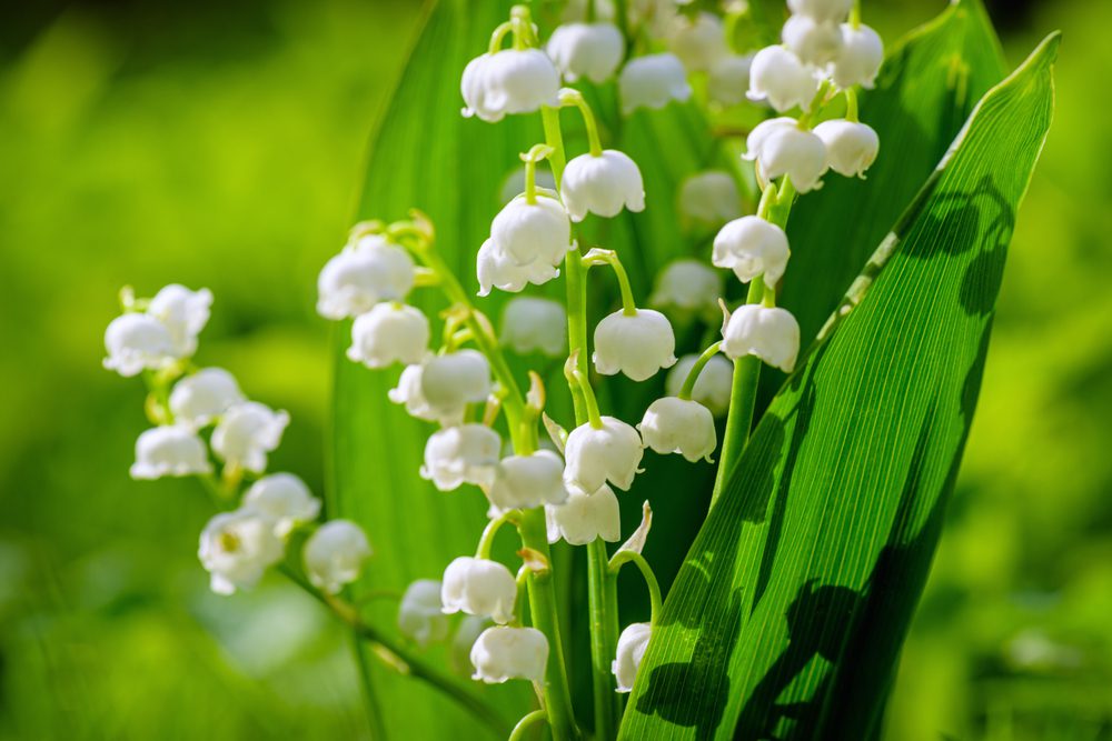 lily of the valley, keep deer away
