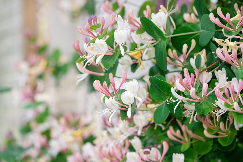 honeysuckle