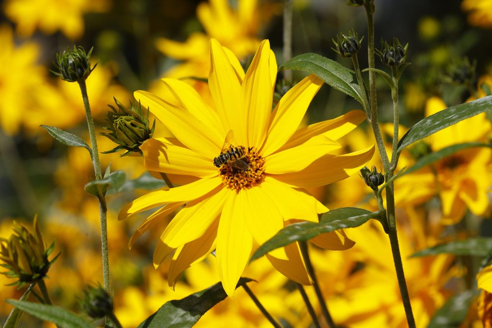 jerusalem artichoke