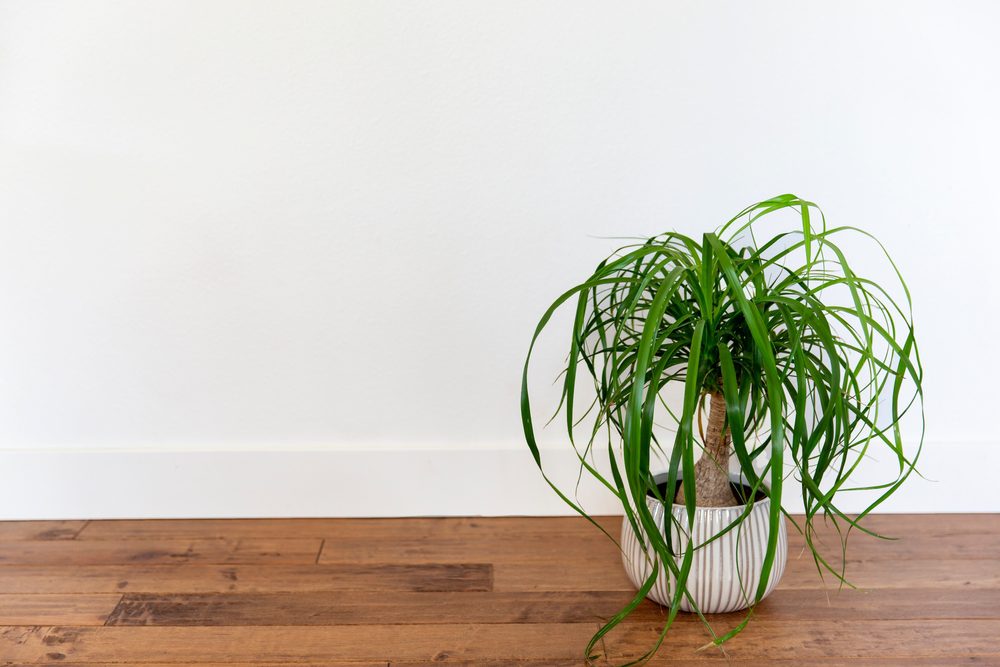 ponytail palm