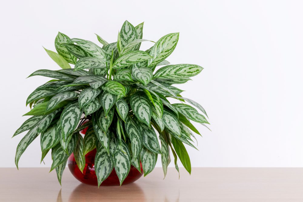 chinese evergreen