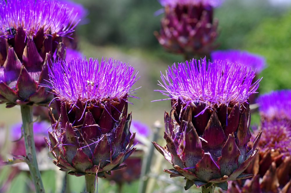 globe artichoke