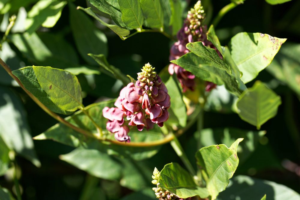 american groundnut