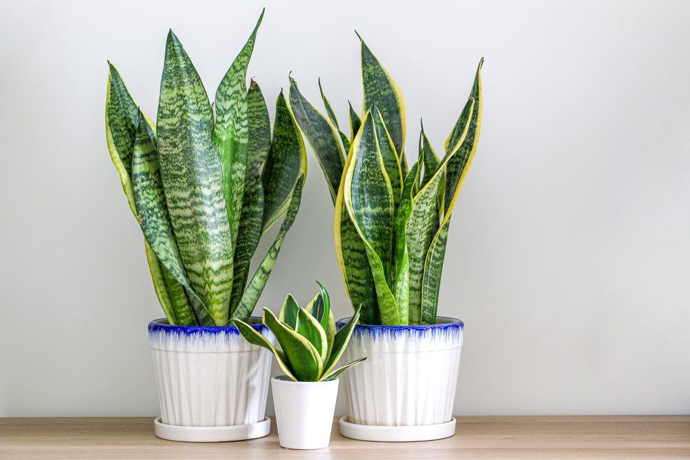 snake plant