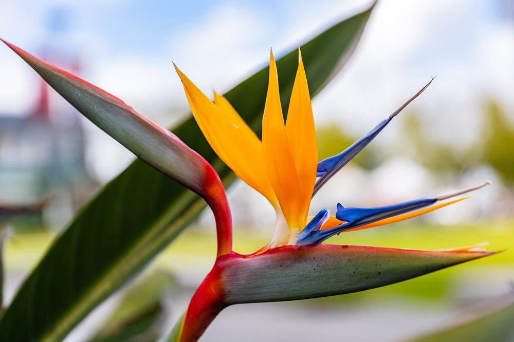 bird of paradise