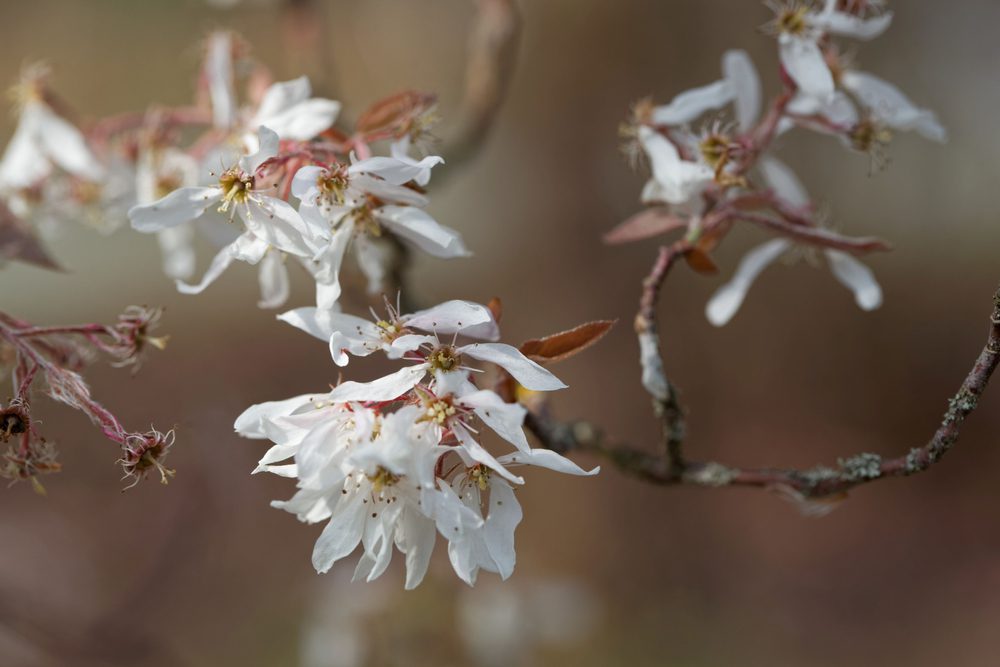 serviceberry tree