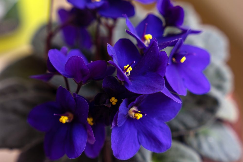 african violets