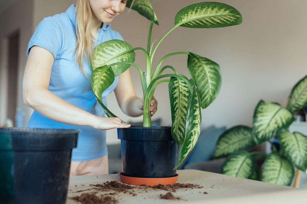 dieffenbachia