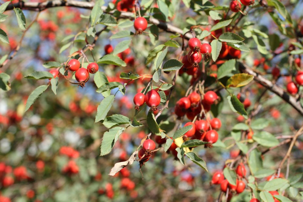 beautiful edible plants