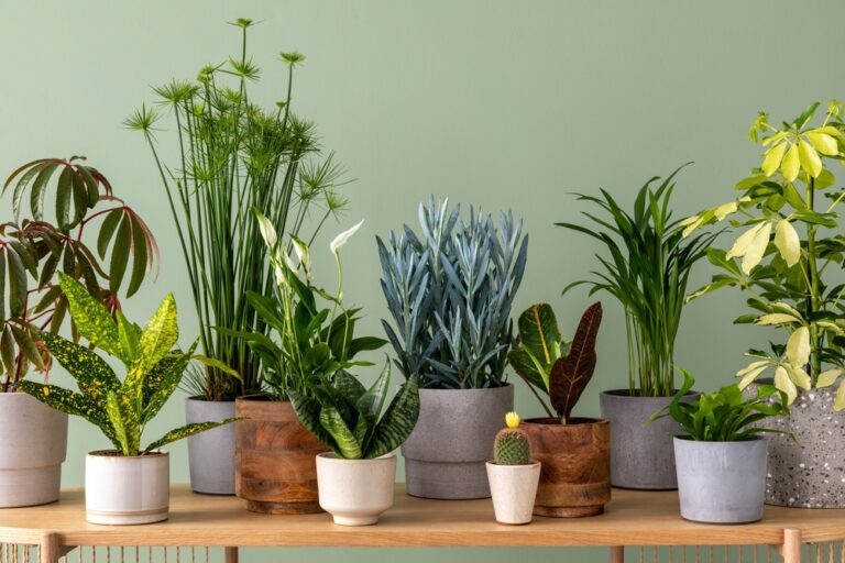 10 Easy-Going Plants You Can Revive in a Heartbeat