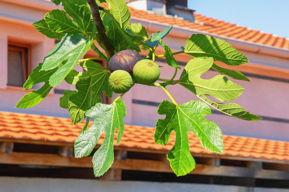 Top 12 Most Beautiful Edible Plants for Your Garden The Home Team