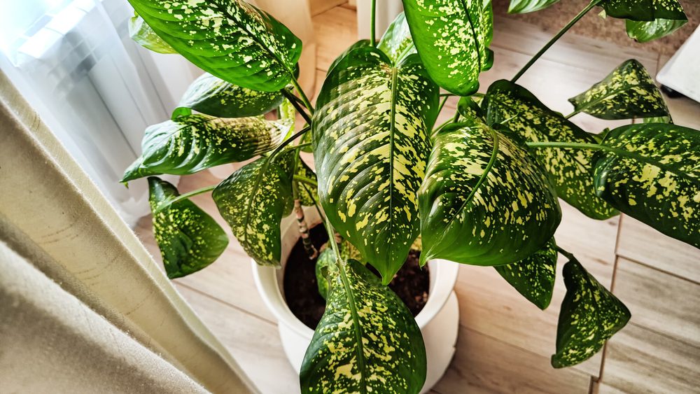 Dieffenbachia