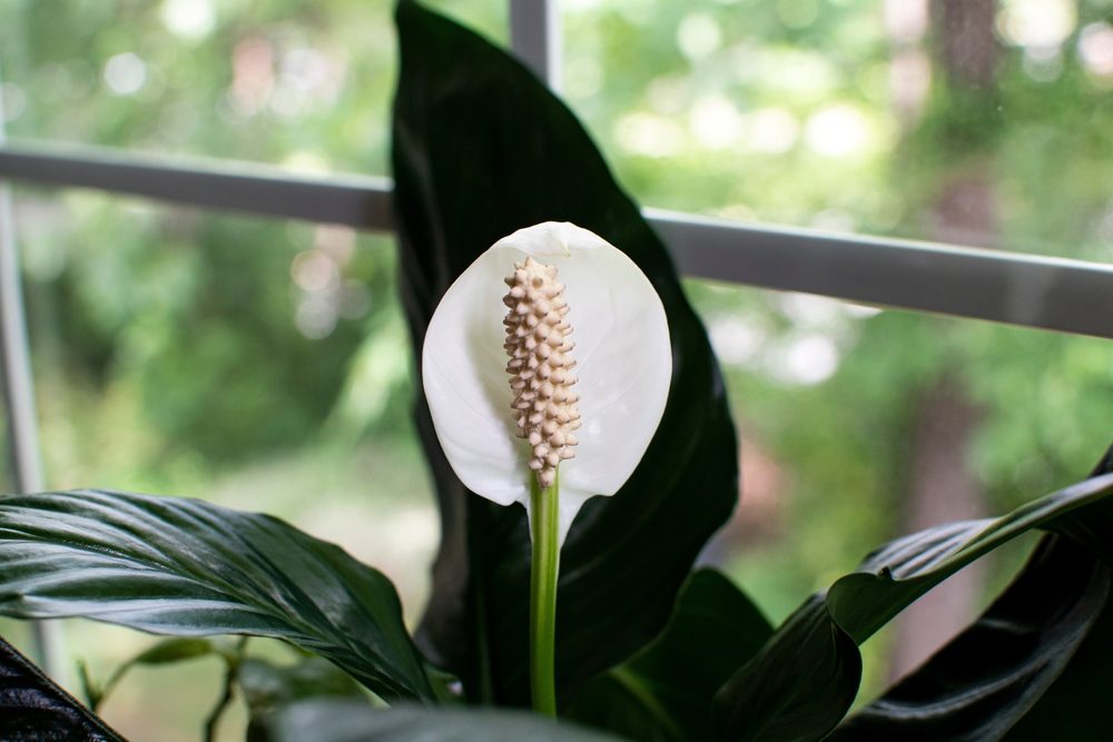 peace lily