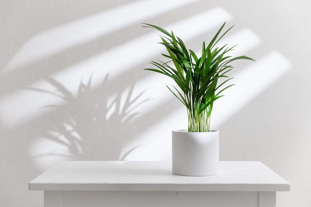 plants that can remove dust