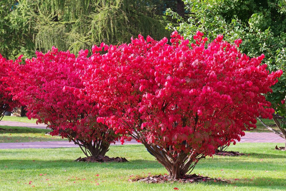 fast-growing shrubs