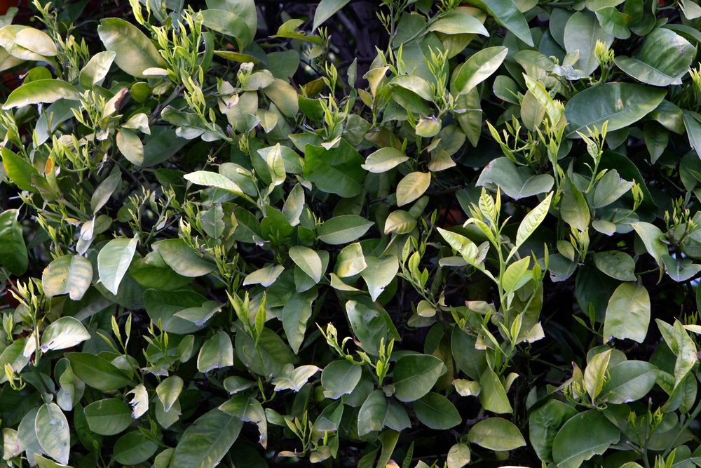 fast-growing shrubs