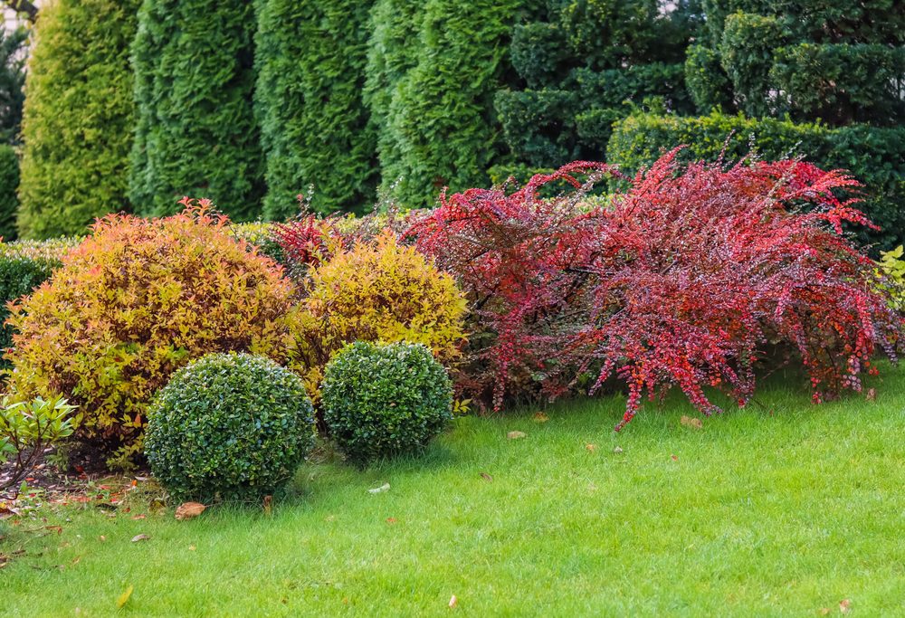 fast-growing shrubs, plants that will bring color