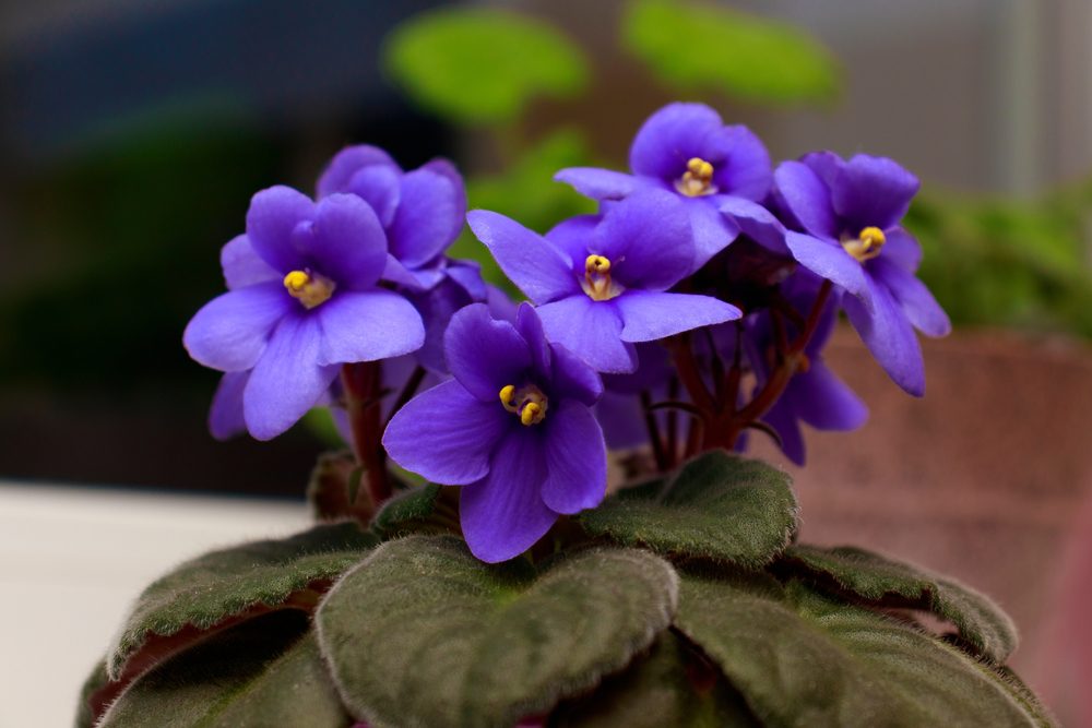african violets allergies