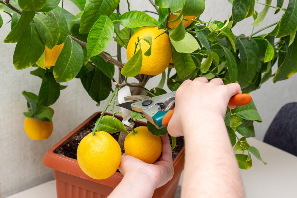 indoor fruit tree