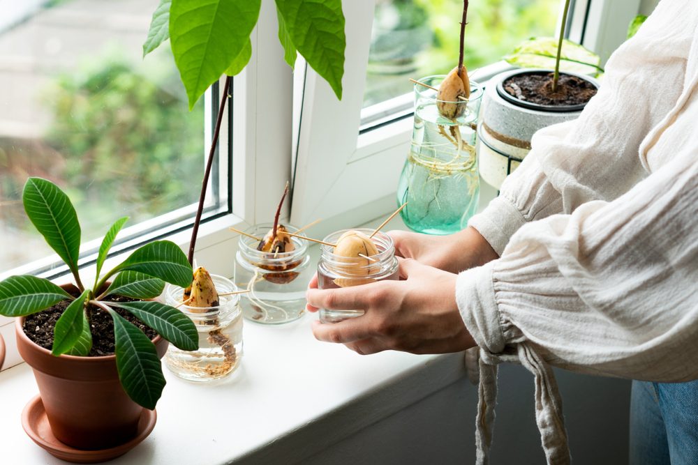 indoor fruit tree