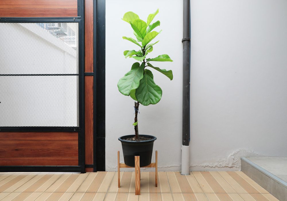 indoor fruit tree