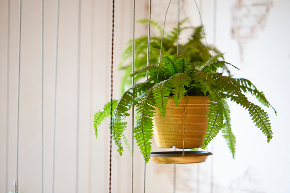 Low-Light Bathrooms: 7 Plants That Will Thrive in Them