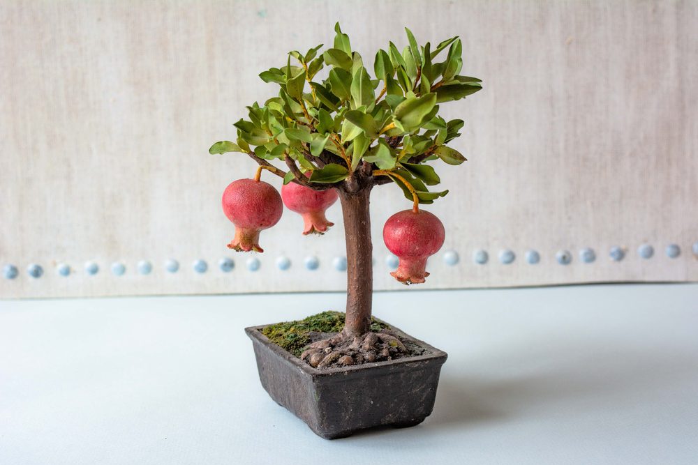 indoor fruit tree