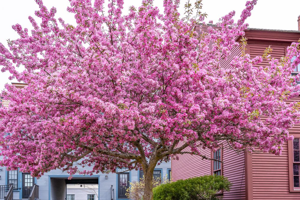 colorful tree