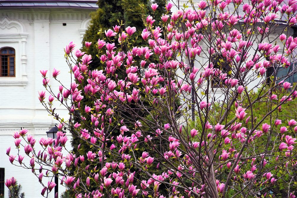 colorful tree