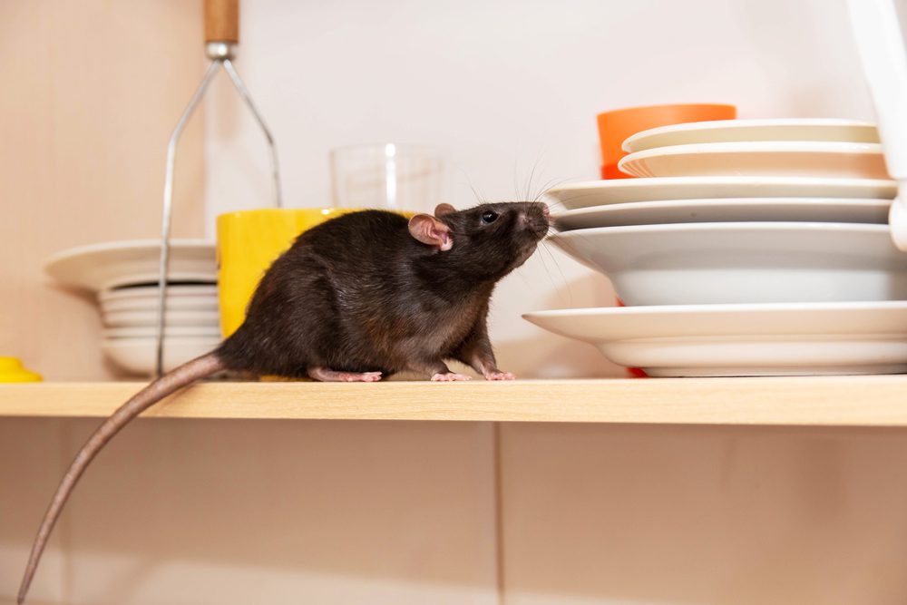 cleaning habits that attract rodents