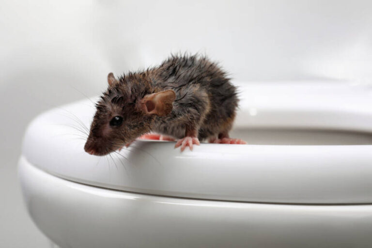 It's True Rats Can Come up Toilets. Here's What You Need to Know The