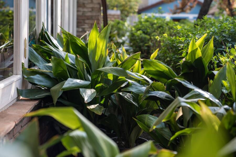 humidity-loving plant