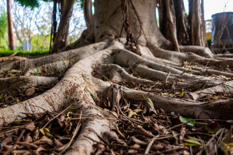 trees with invasive roots