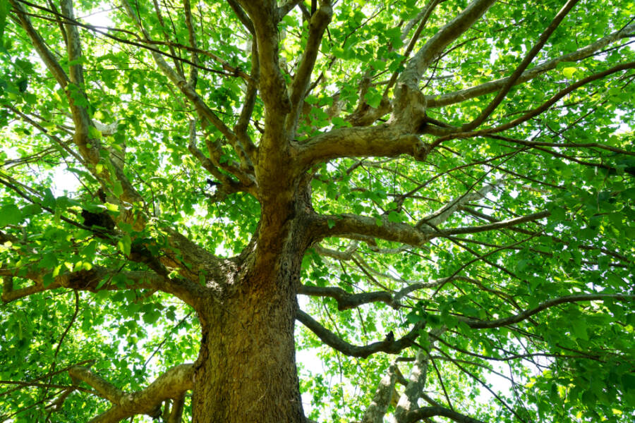 trees with invasive roots